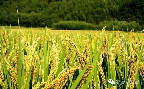 洞察市場脈動 全國主要農作物及種子最新價格行情解析
