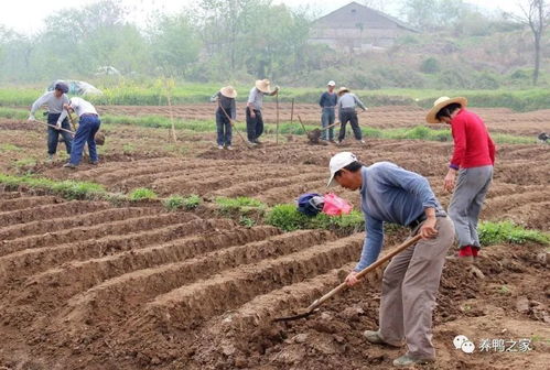 從玉米到“黃金藤” 新型霸氣農作物的致富傳奇