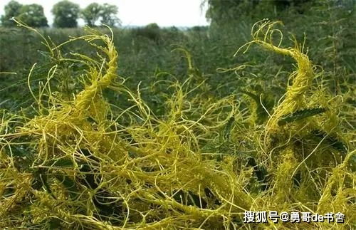 拔掉還能長，對作物禍害很大，農民遇到都怕，卻有人種它致富