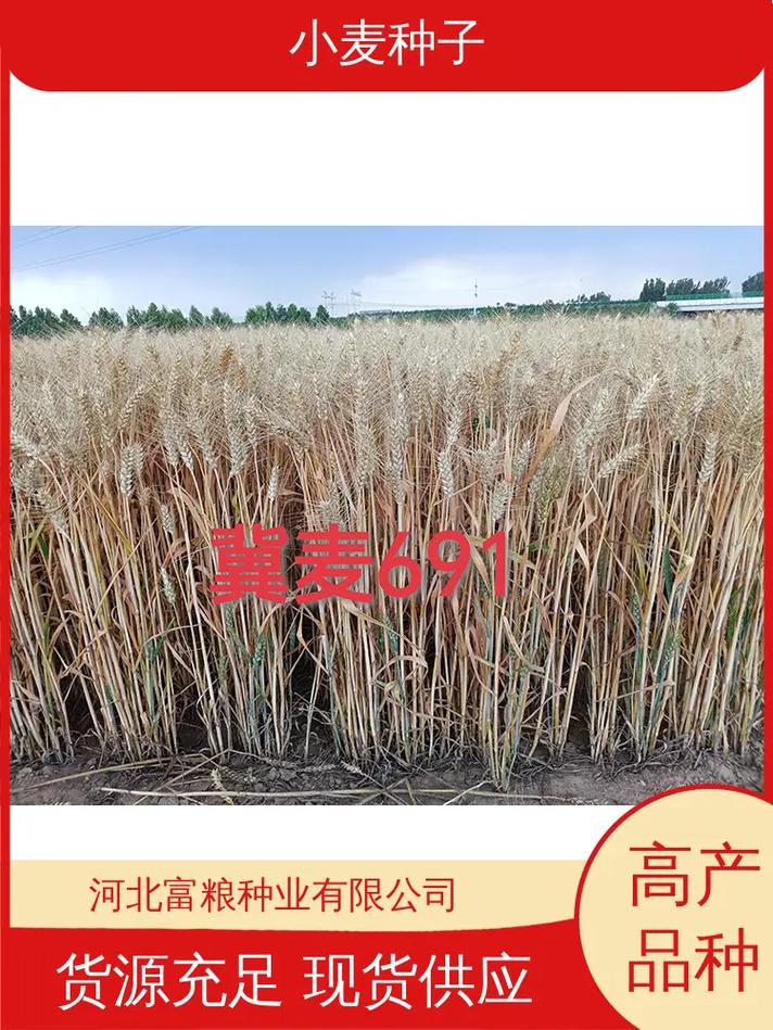 小麥種子 糧食安全的基石與農業發展的關鍵