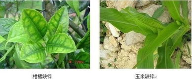 作物最常見的12種缺素癥 區分與防治全解析